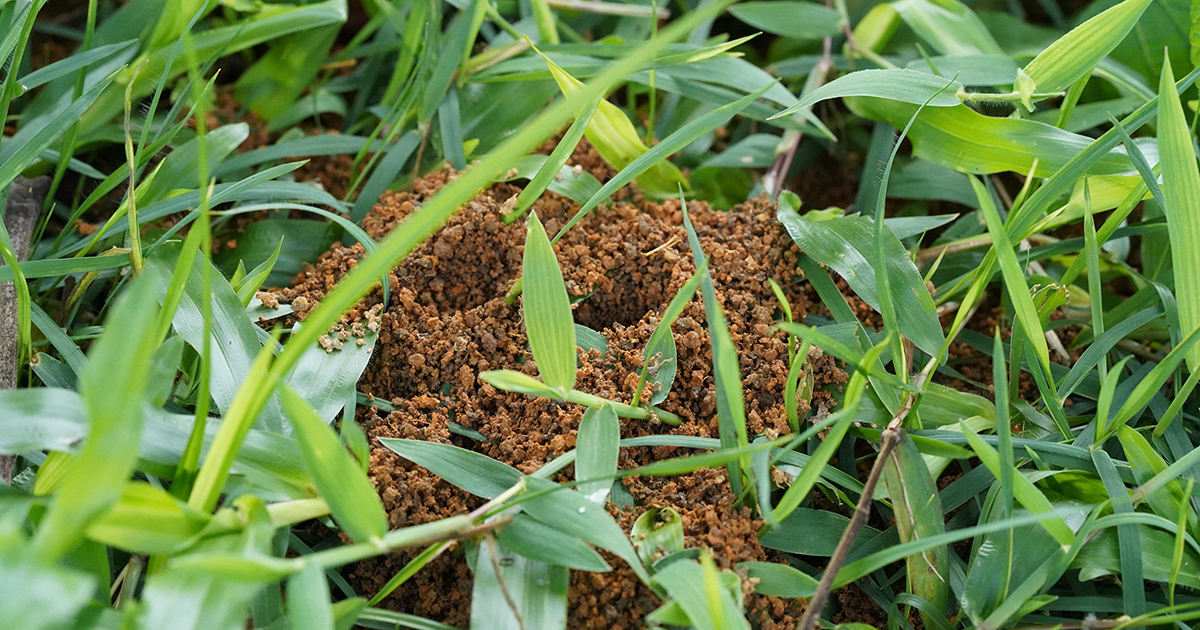 fire ant mound in grass