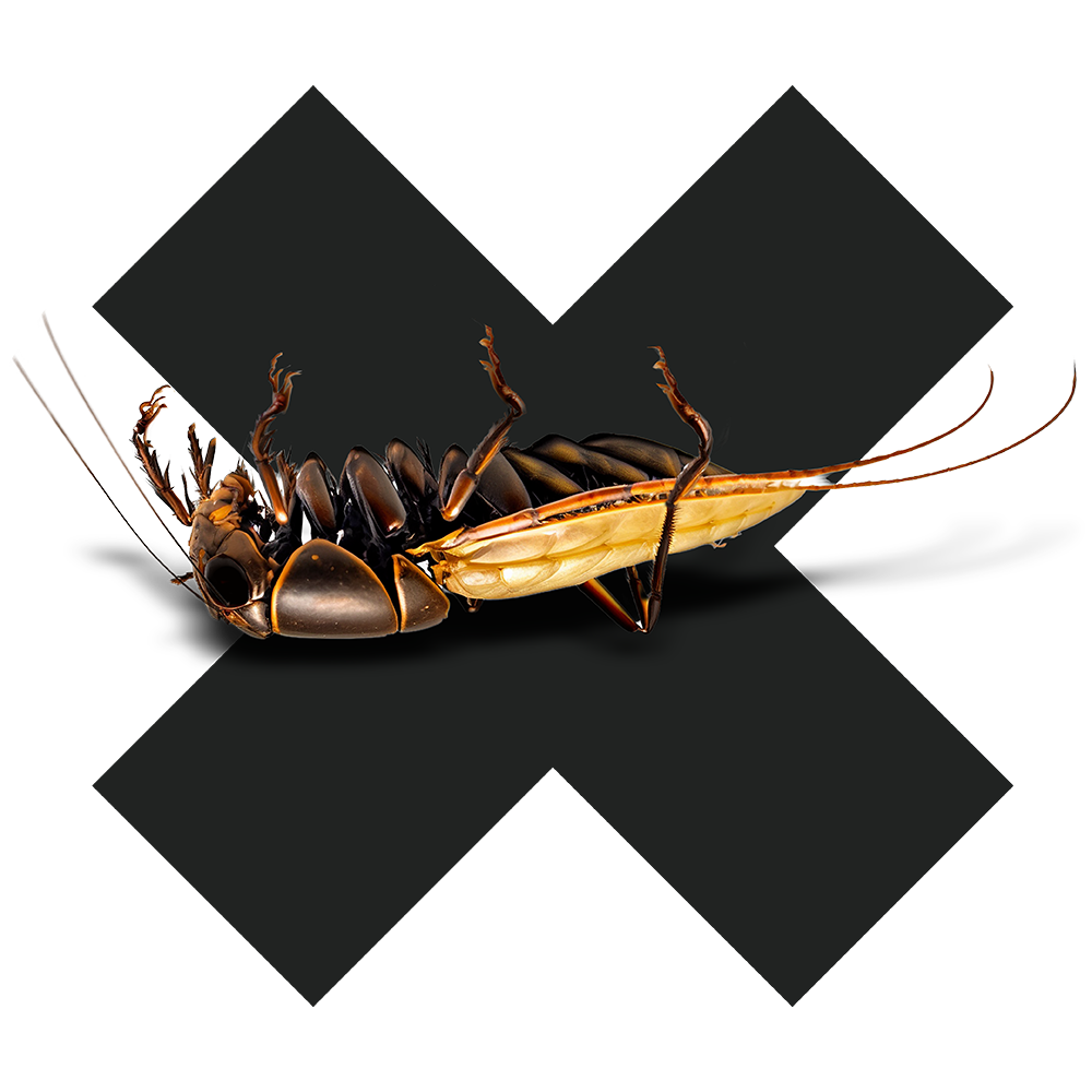 Cockroach-Control-button