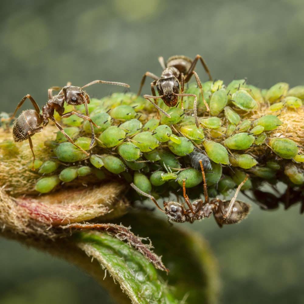 common ant on plant