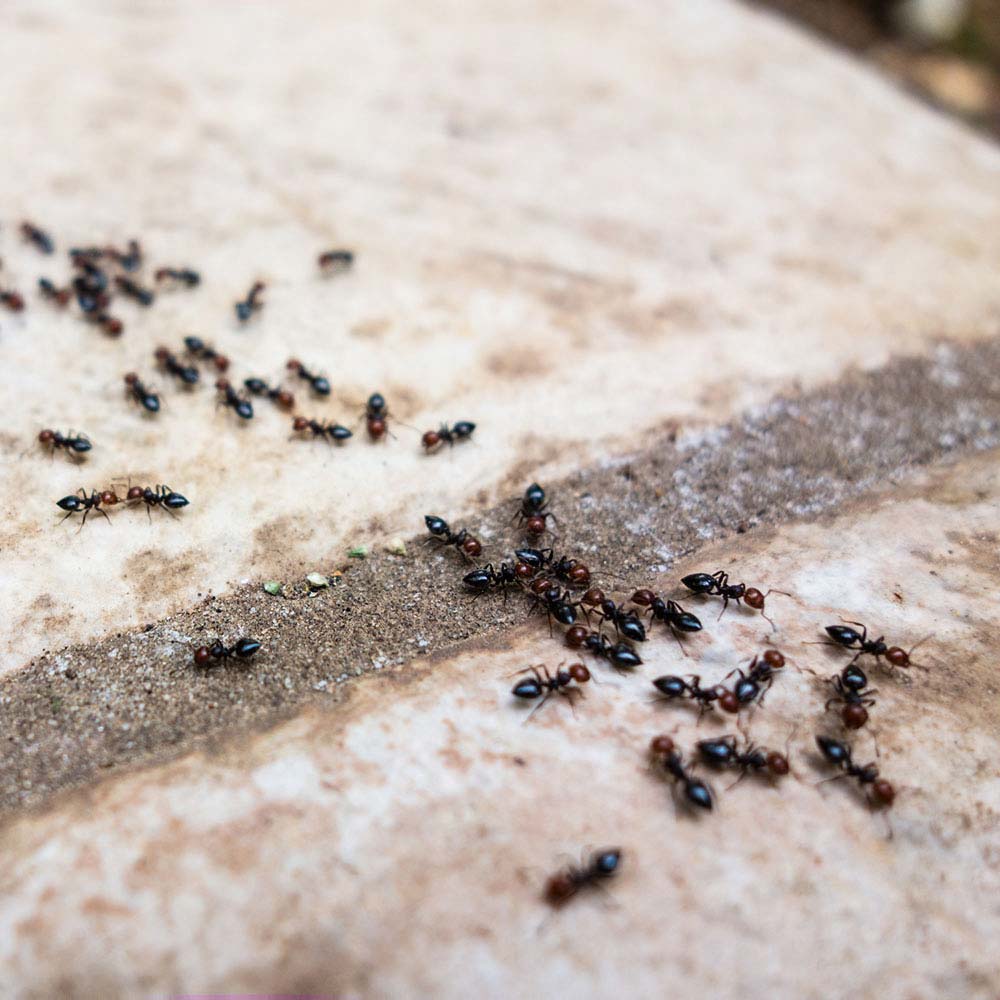 common ants on side walk