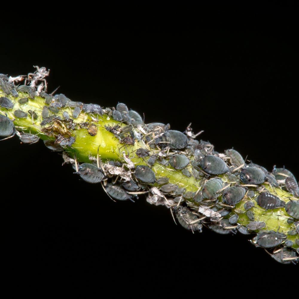 aphids on plant