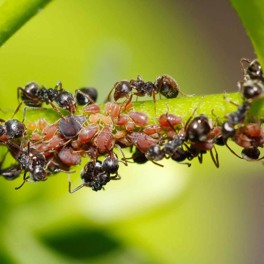 aphids on plant
