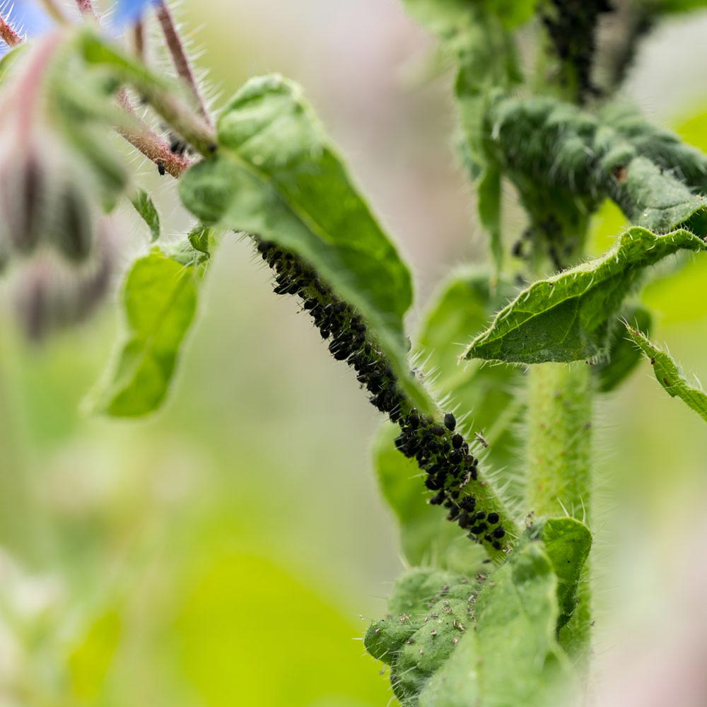 aphids on leaf