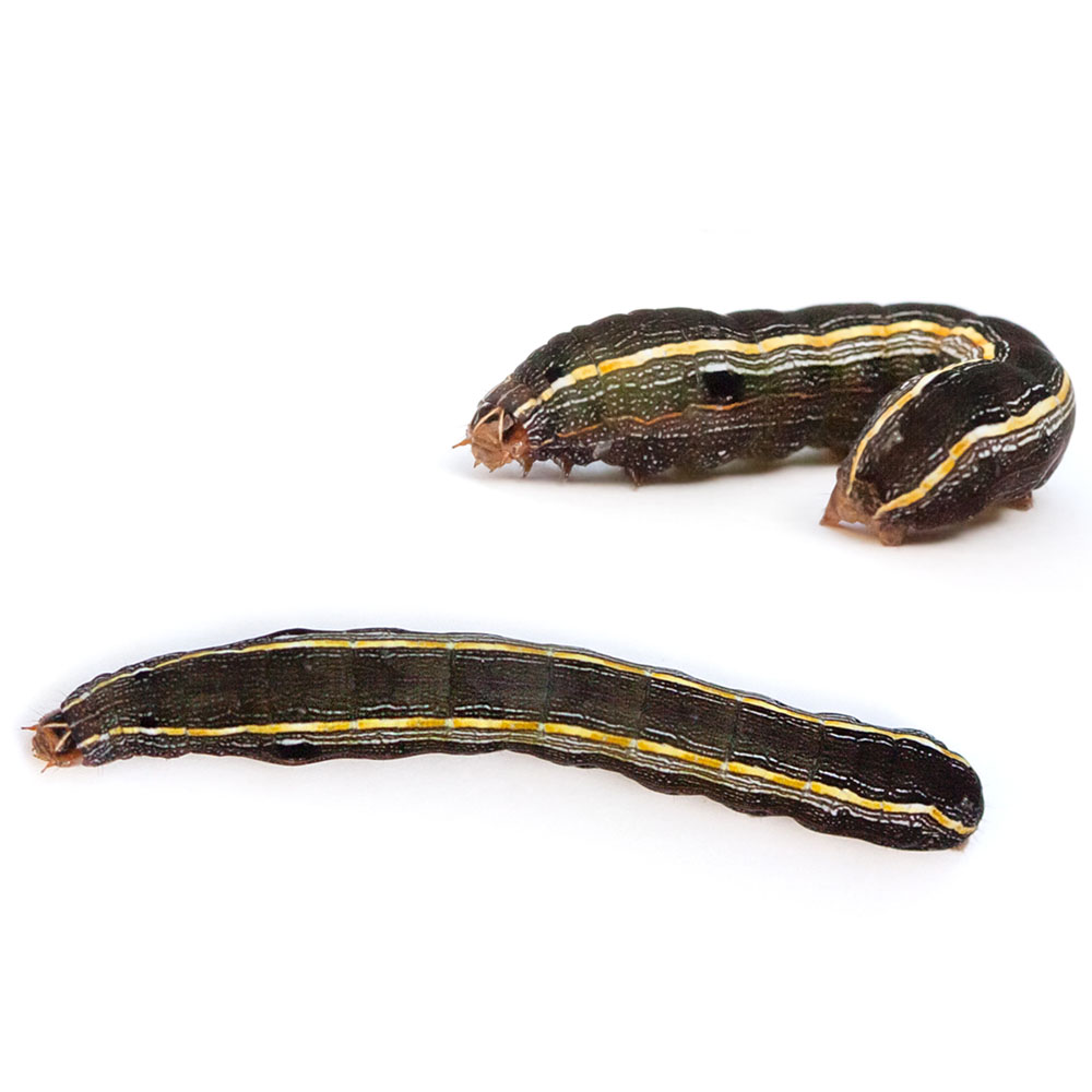 armyworms