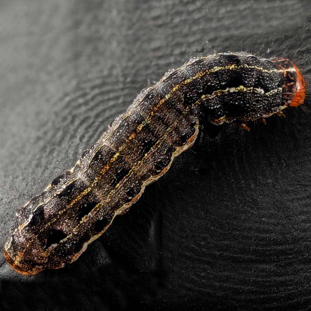 armyworm