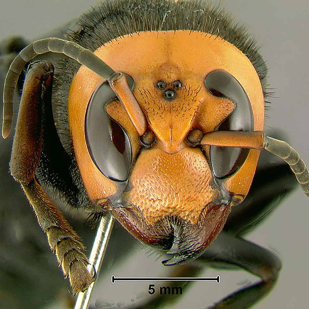 face of asian giant hornet