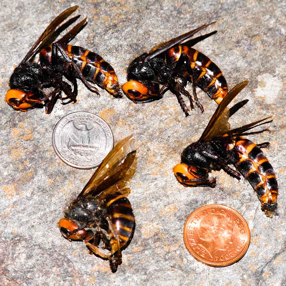 asian giant hornet next to coin