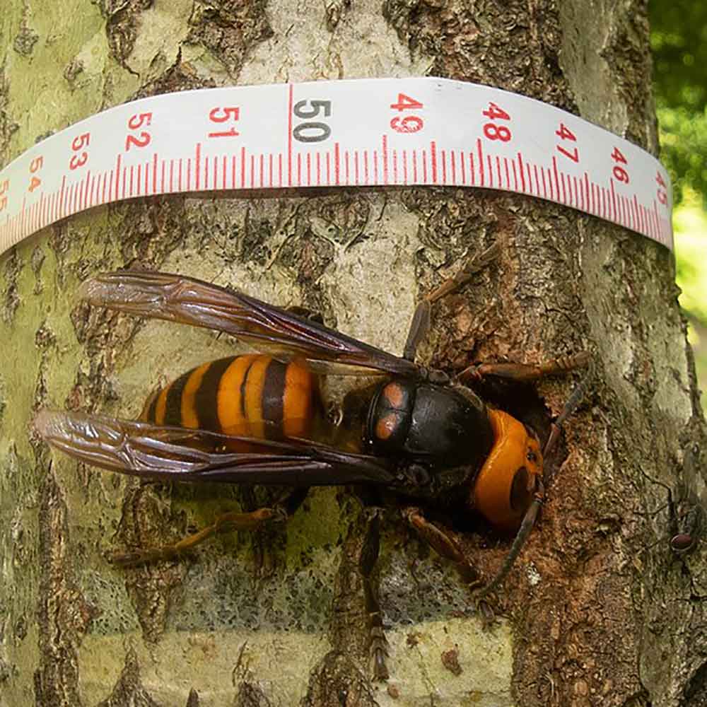 asian giant hornet next to tape measure