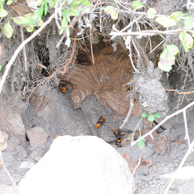 asian giant hornet nest