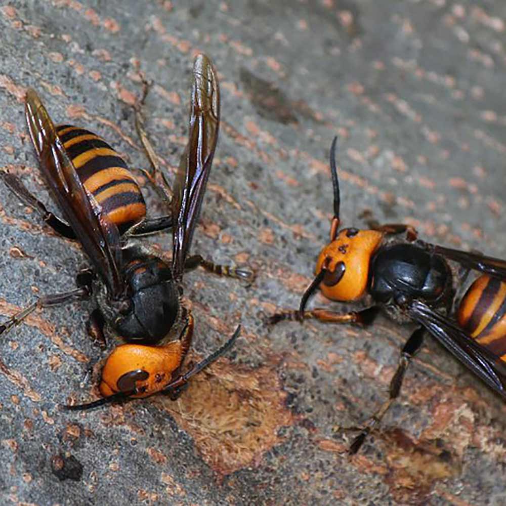 pair of asian giant hornets