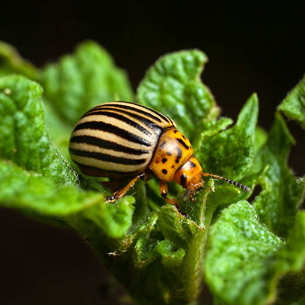 beetle on plant