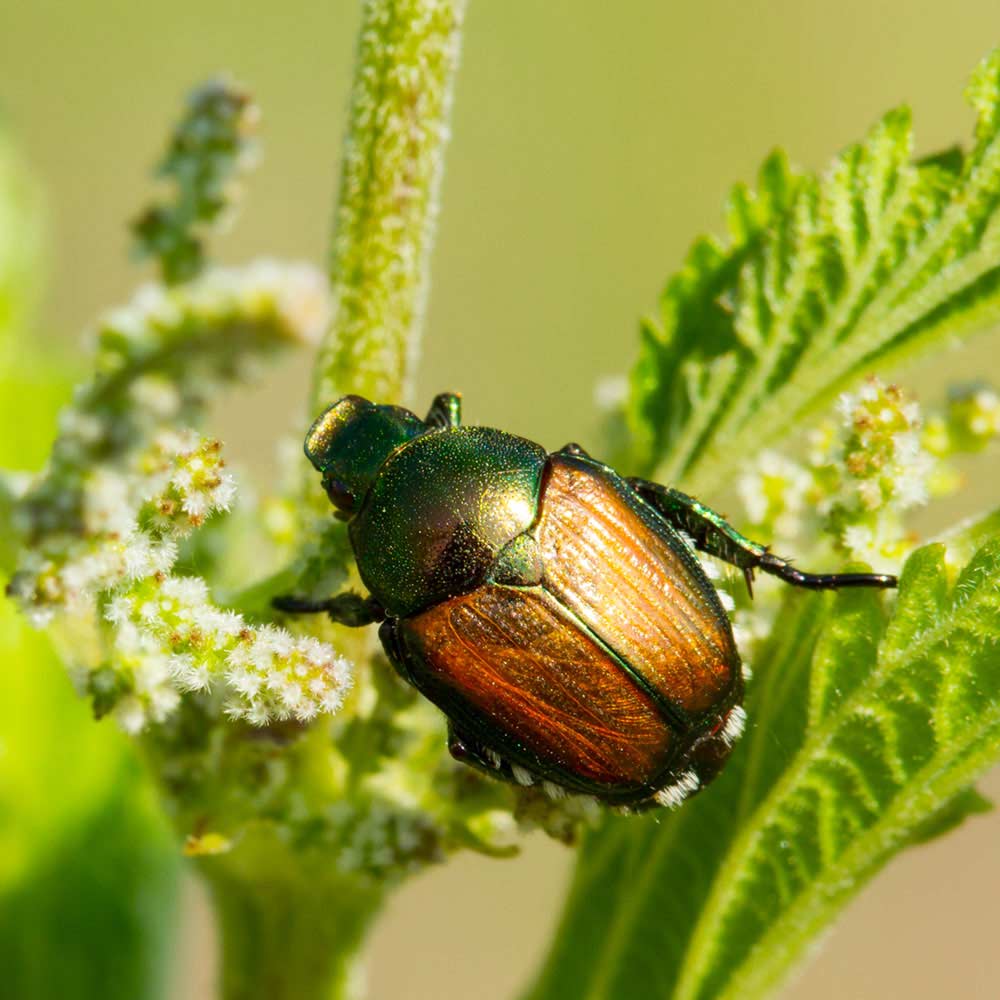beetle on plant