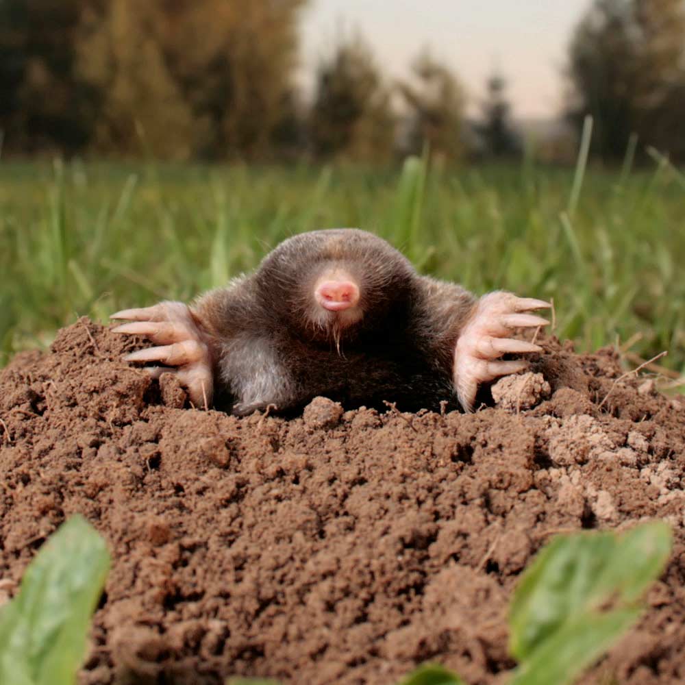 burrowing mole