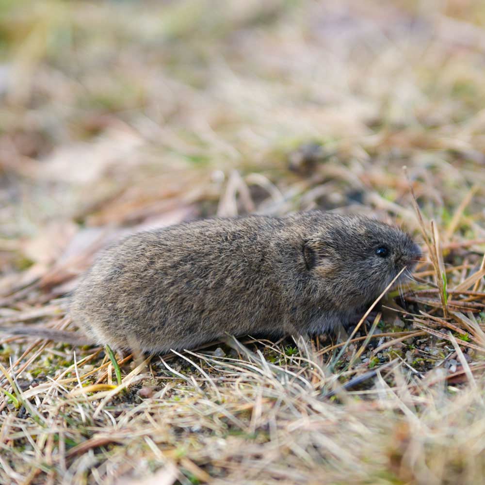 burrowing vole pest
