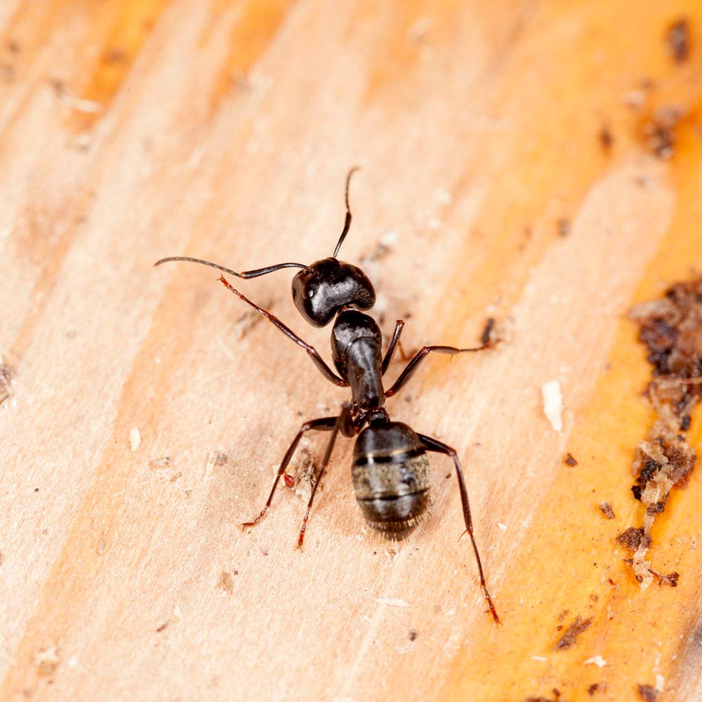 carpenter ant