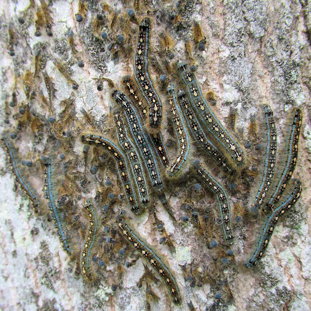 caterpillars