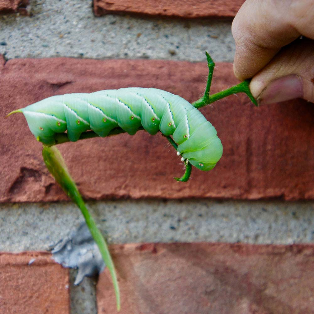 caterpillar