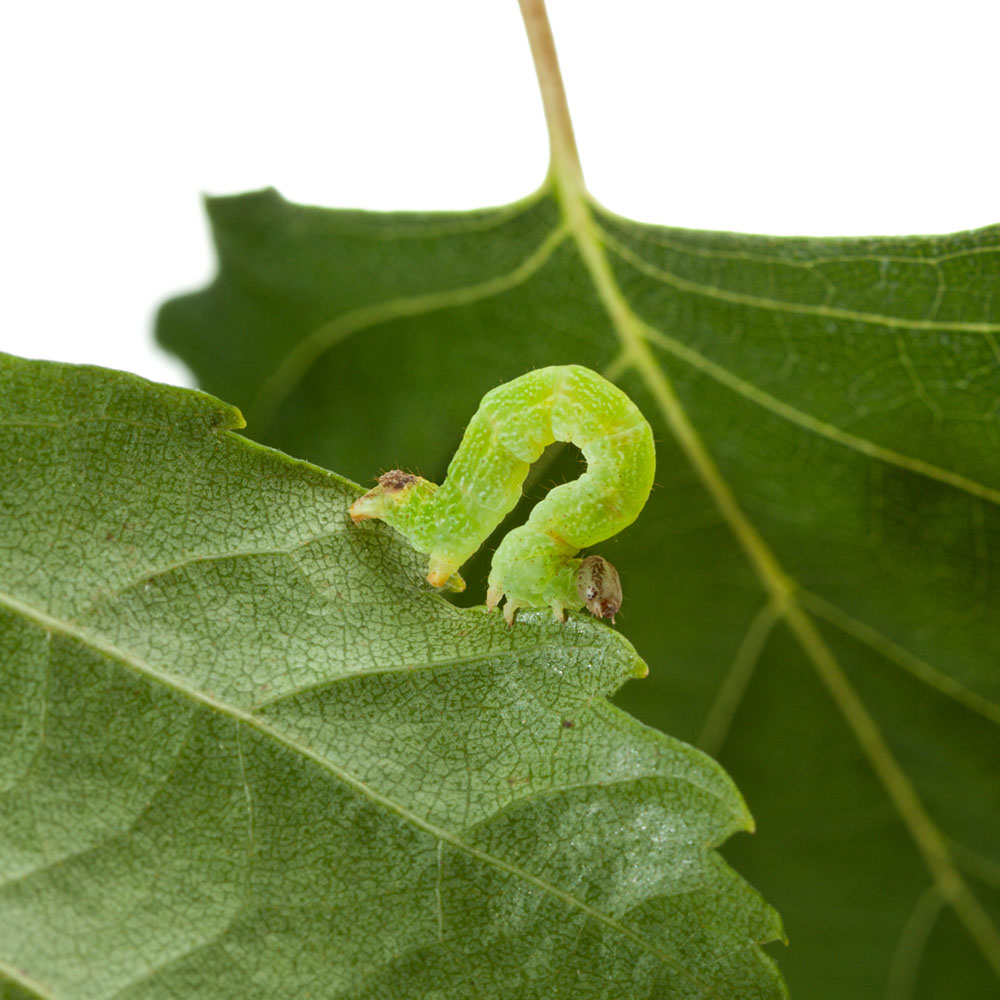 caterpillar on leaf