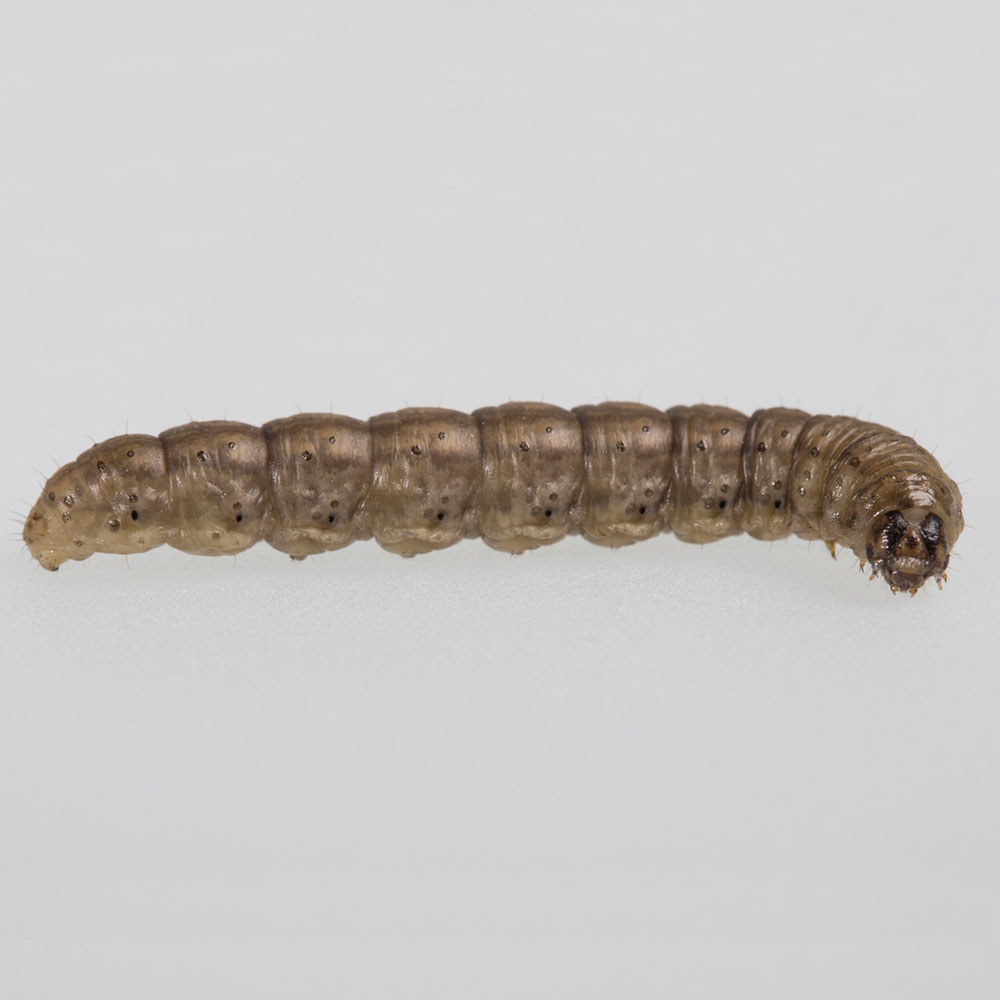 caterpillar