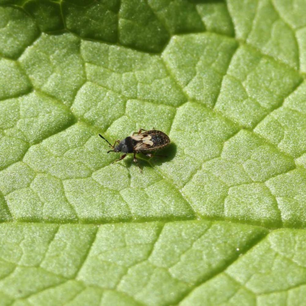 chinch bug on leaf