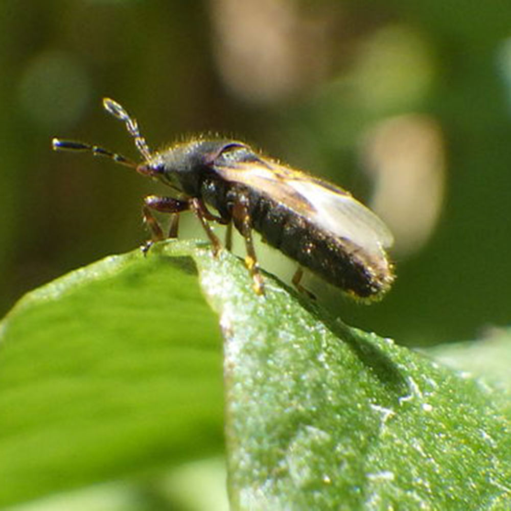 chinch bug close up