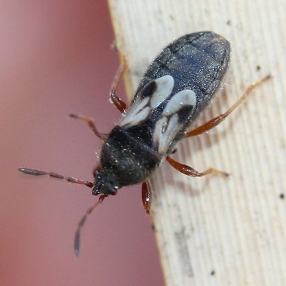 chinch bug