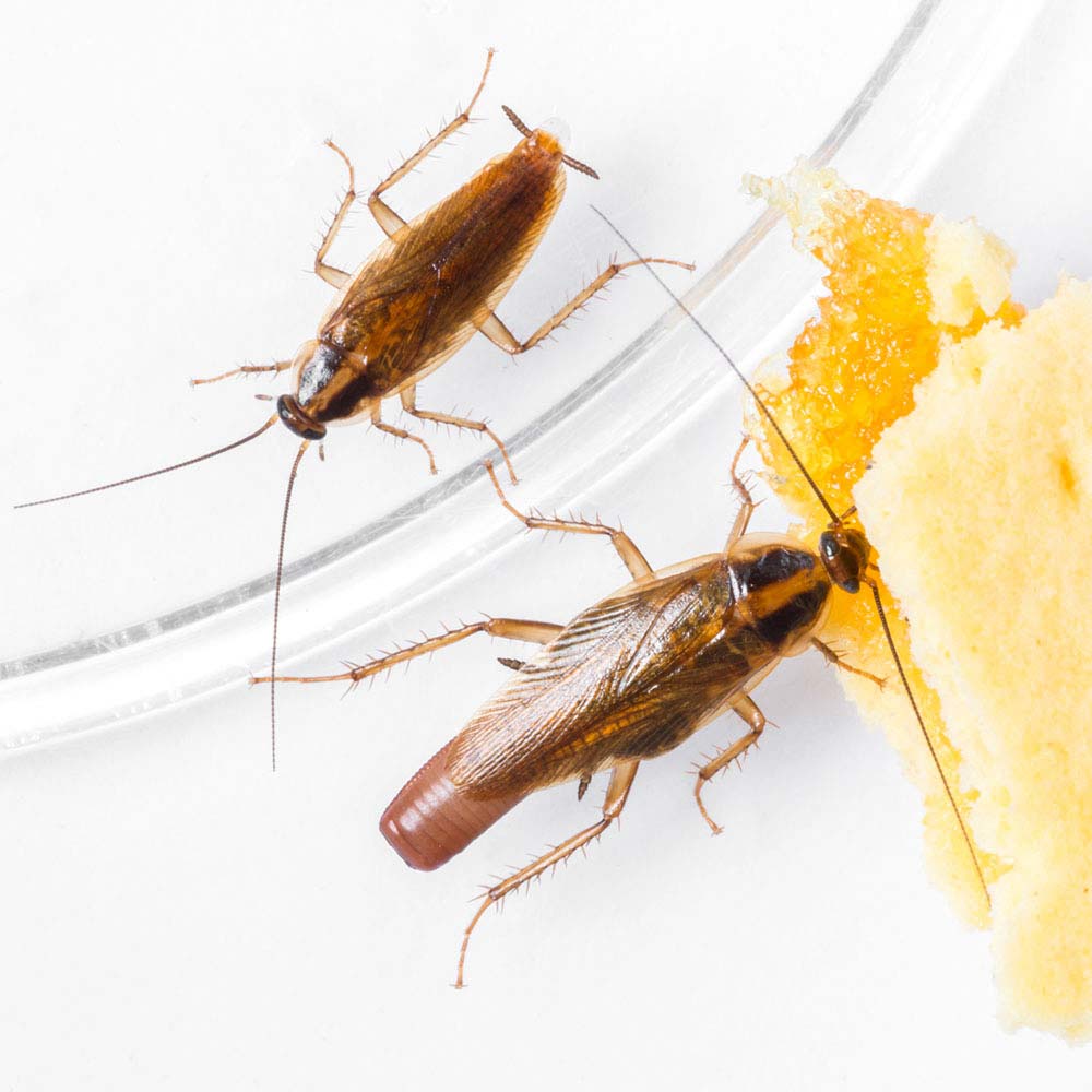 cockroaches