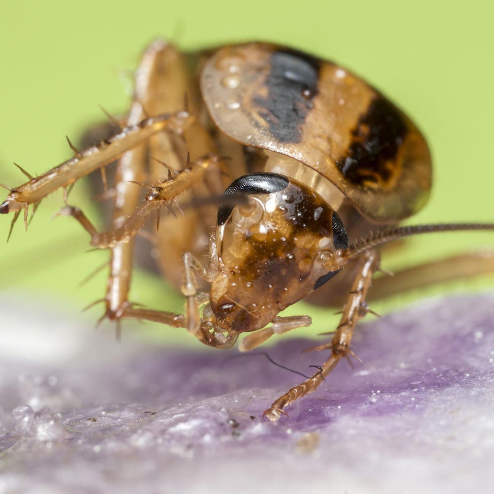 cockroach close up