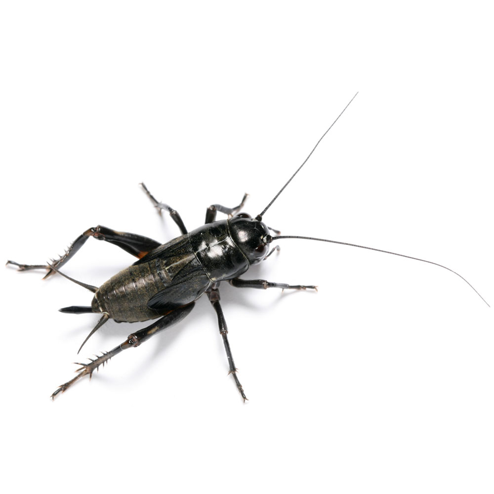 cricket