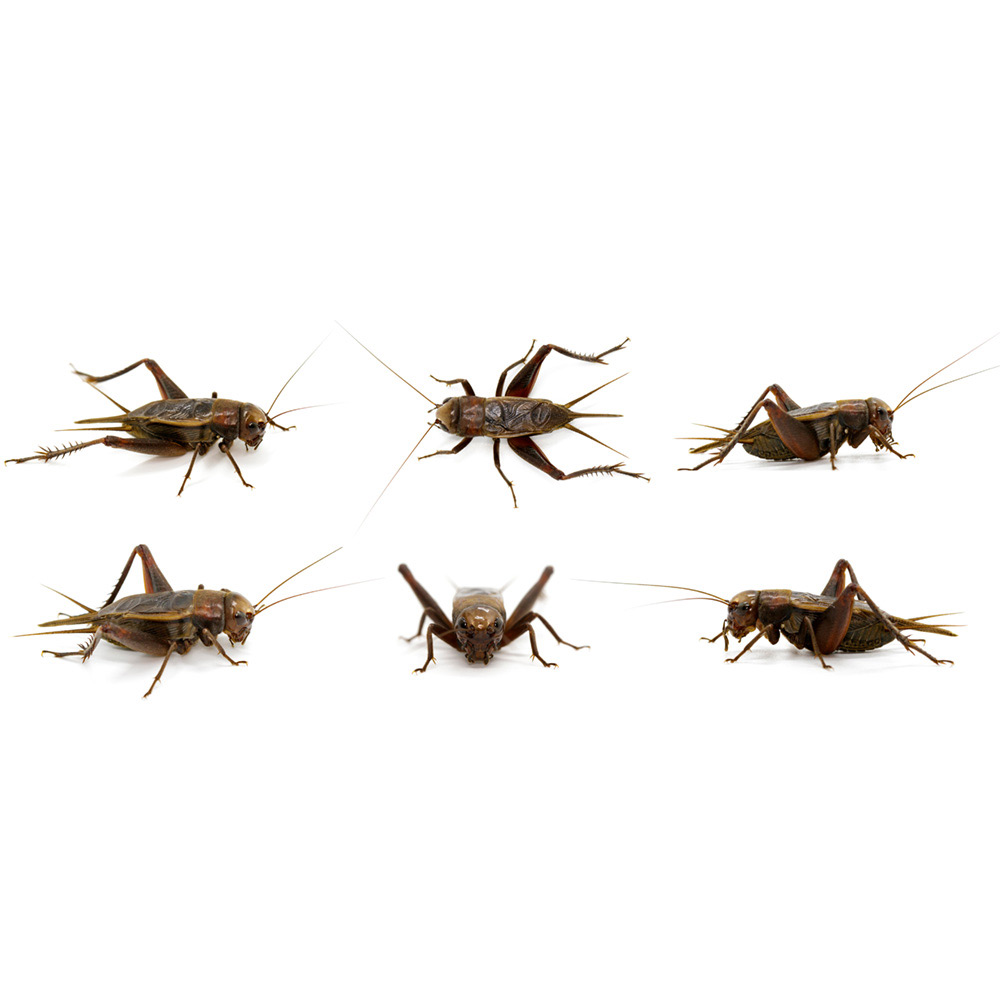cricket