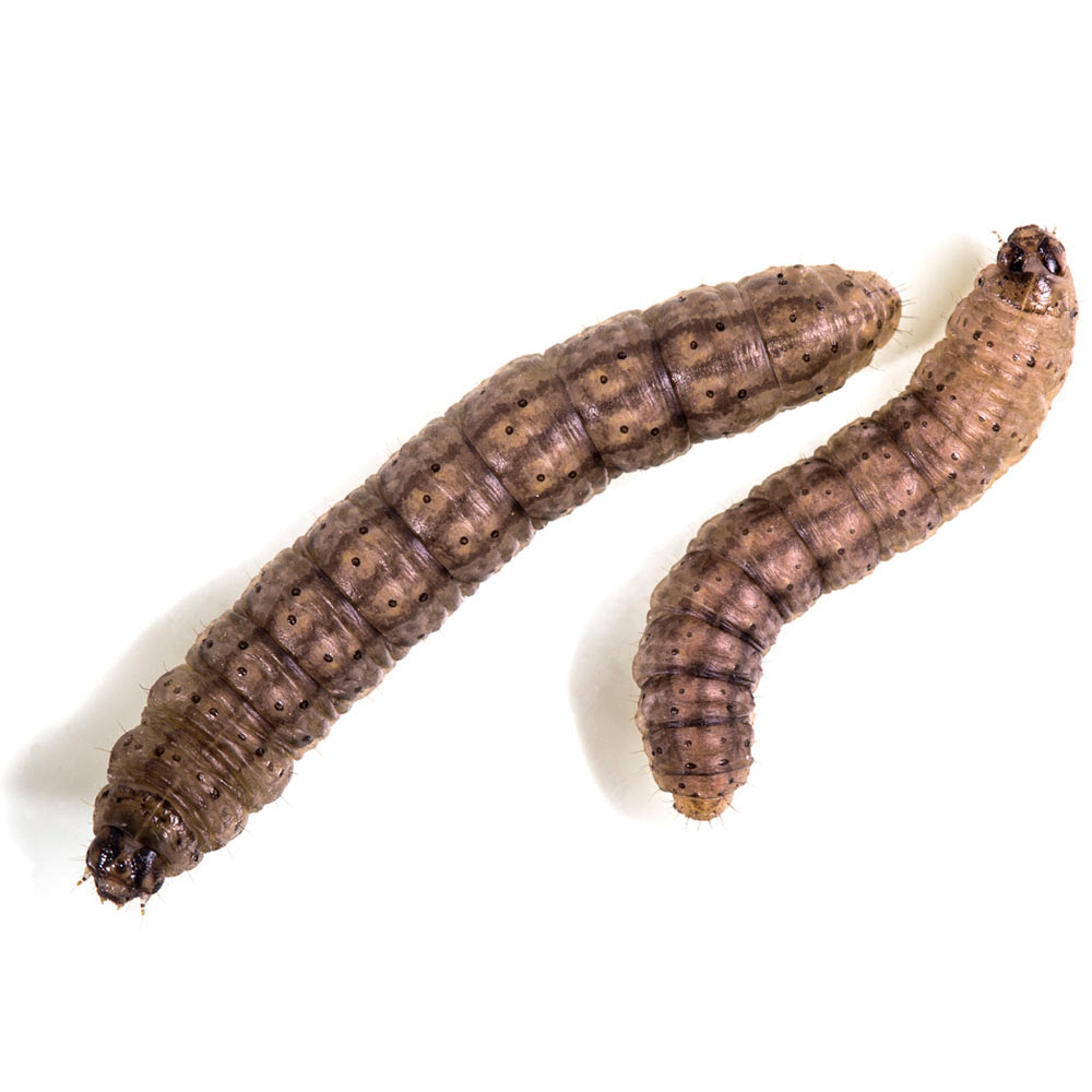 Cutworms