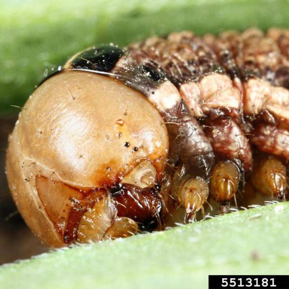 cutworm
