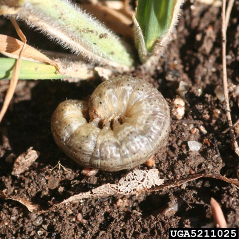 cutworm