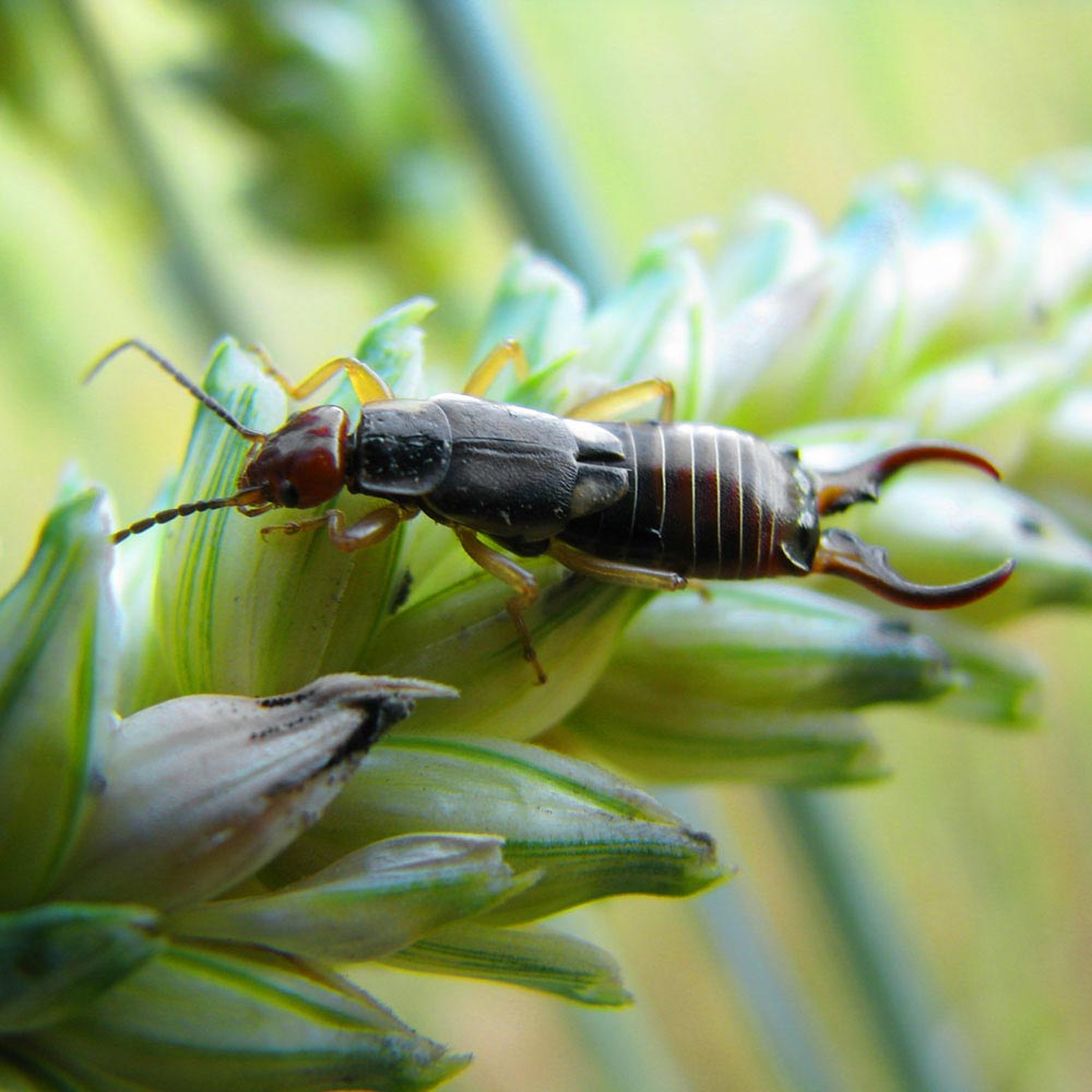 earwig on plant