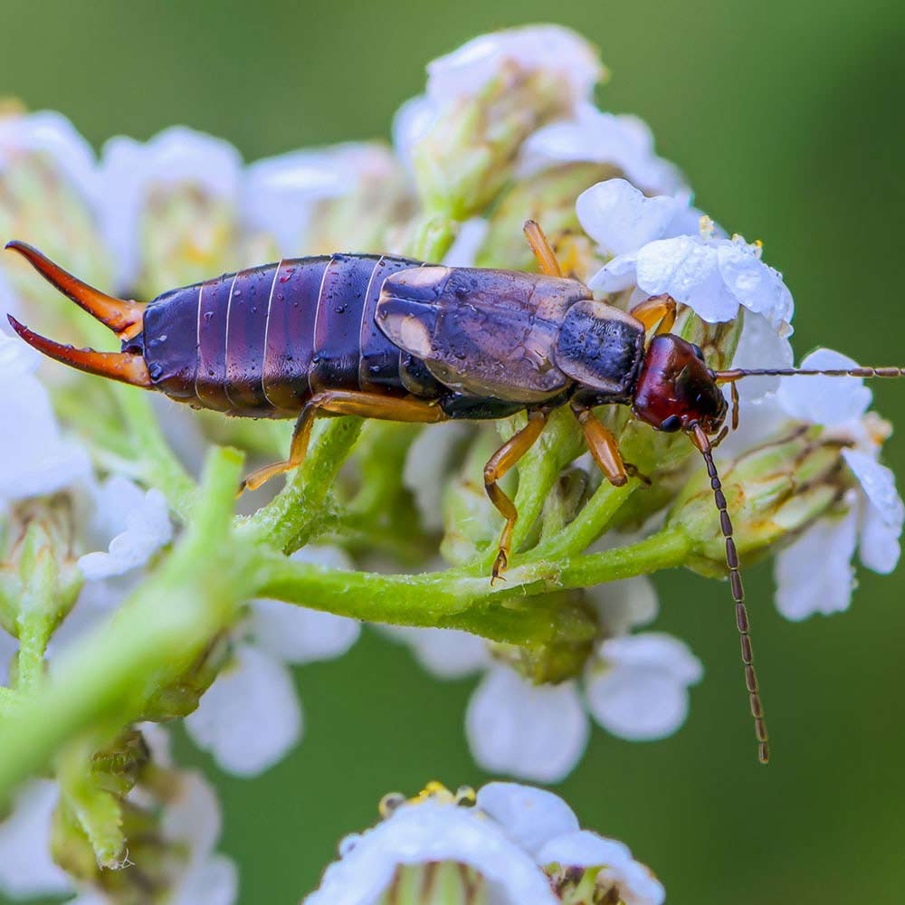 earwig on flower