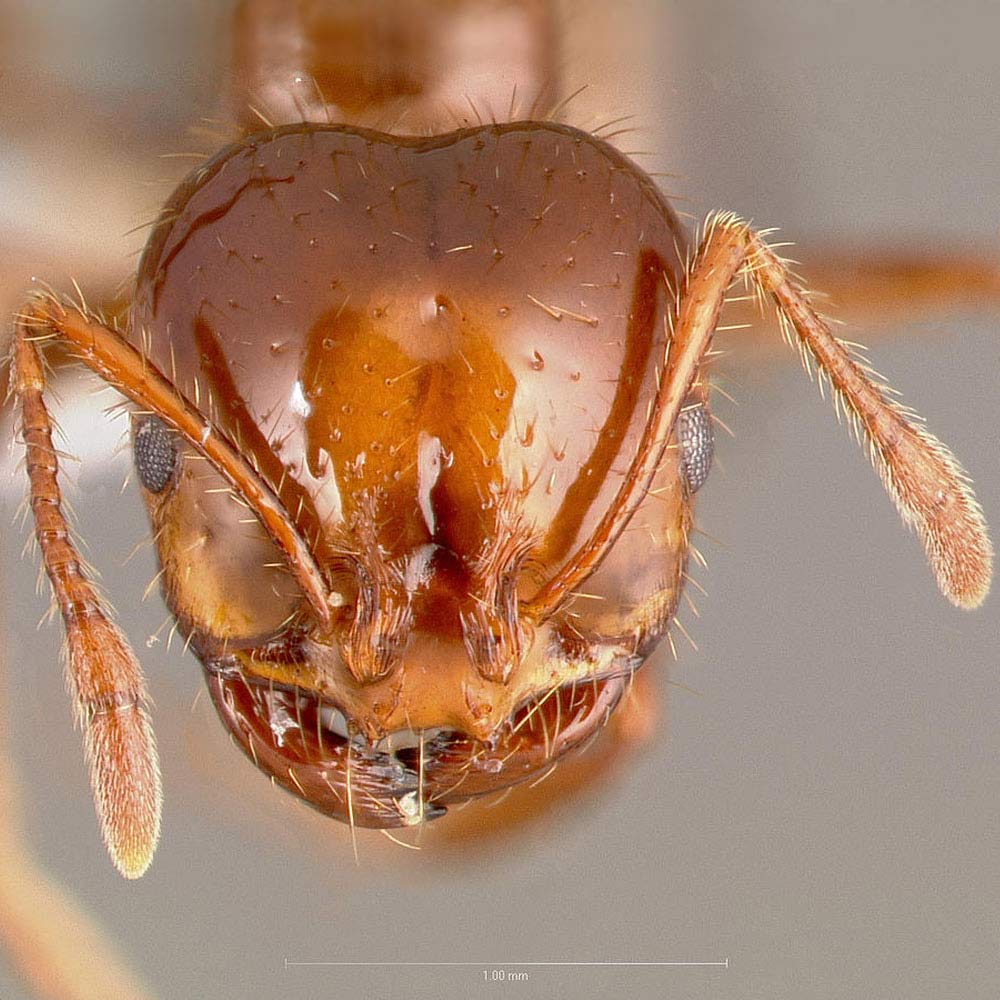 fire ant close up