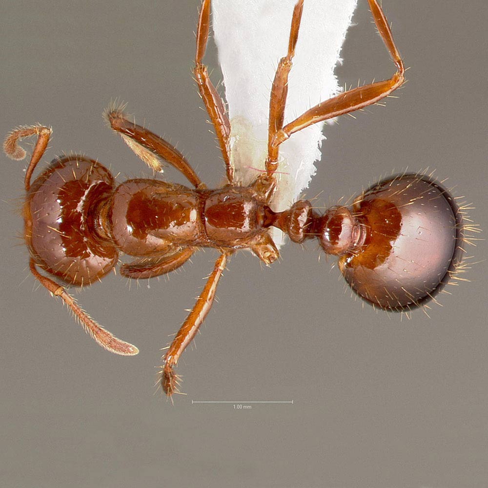 fire ant