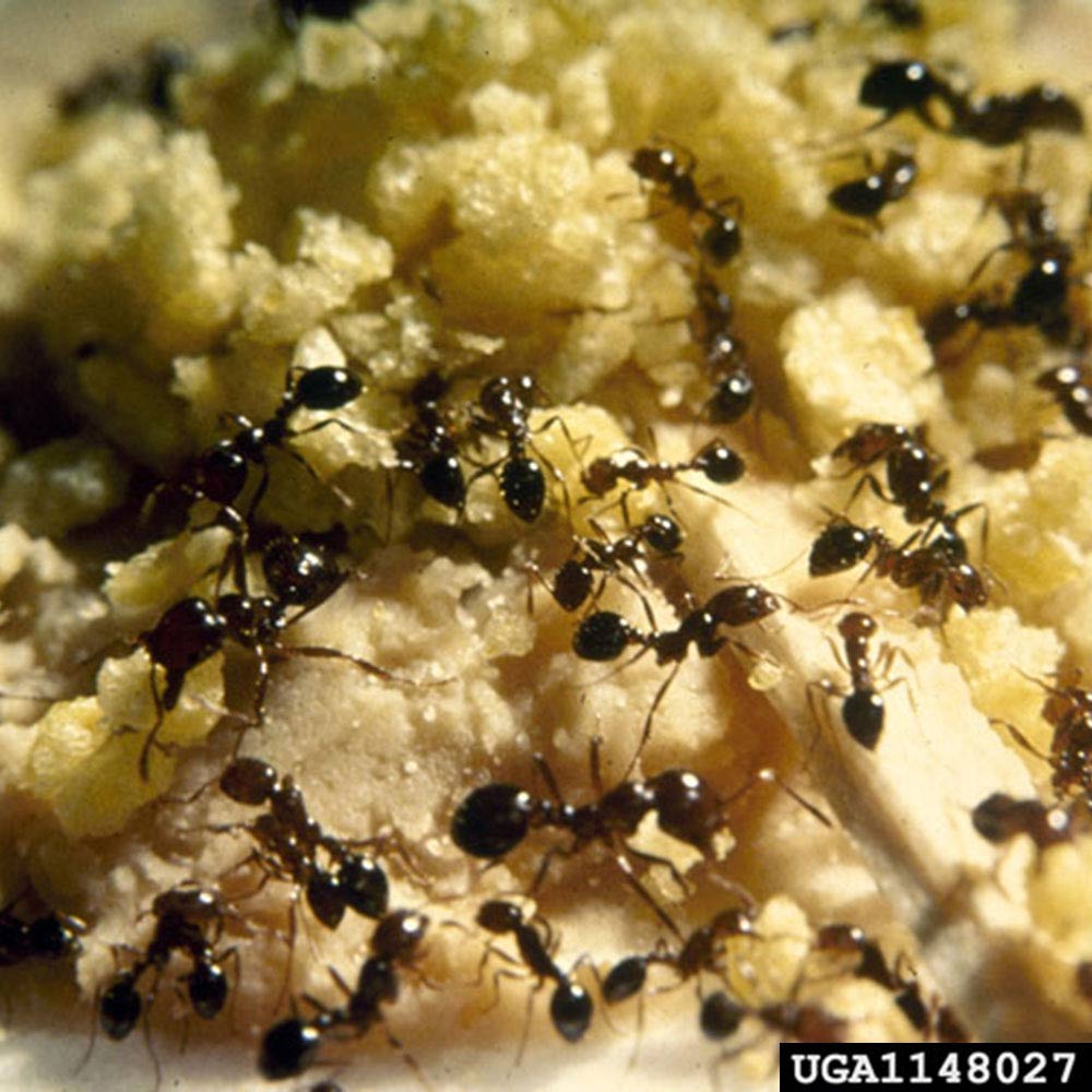 fire ants