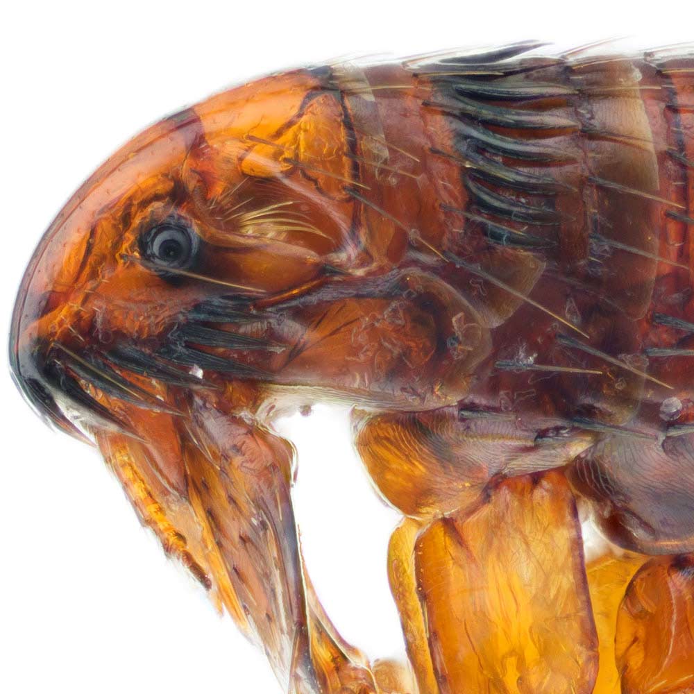 flea head