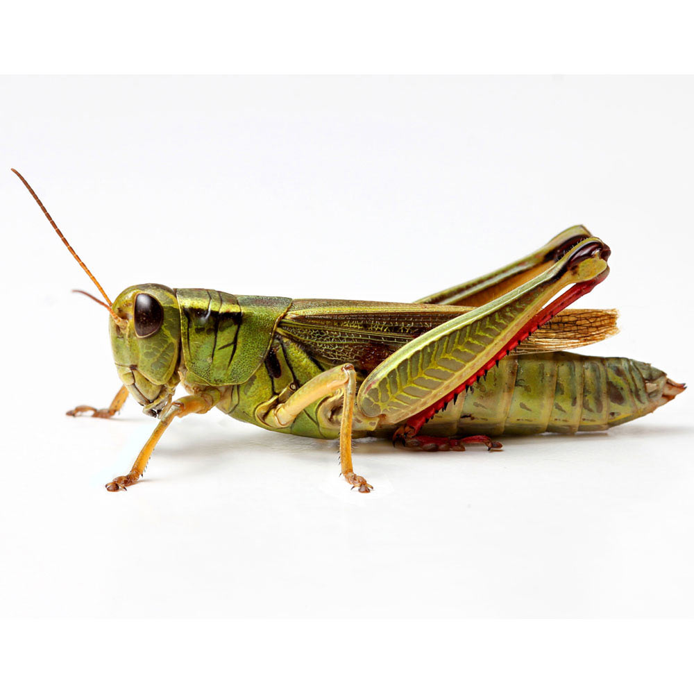 grasshopper