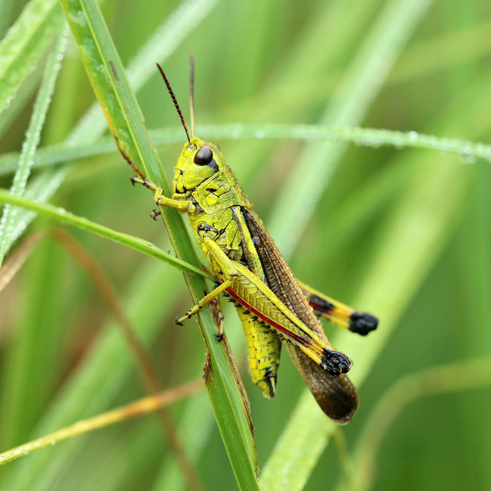 Grasshoppers