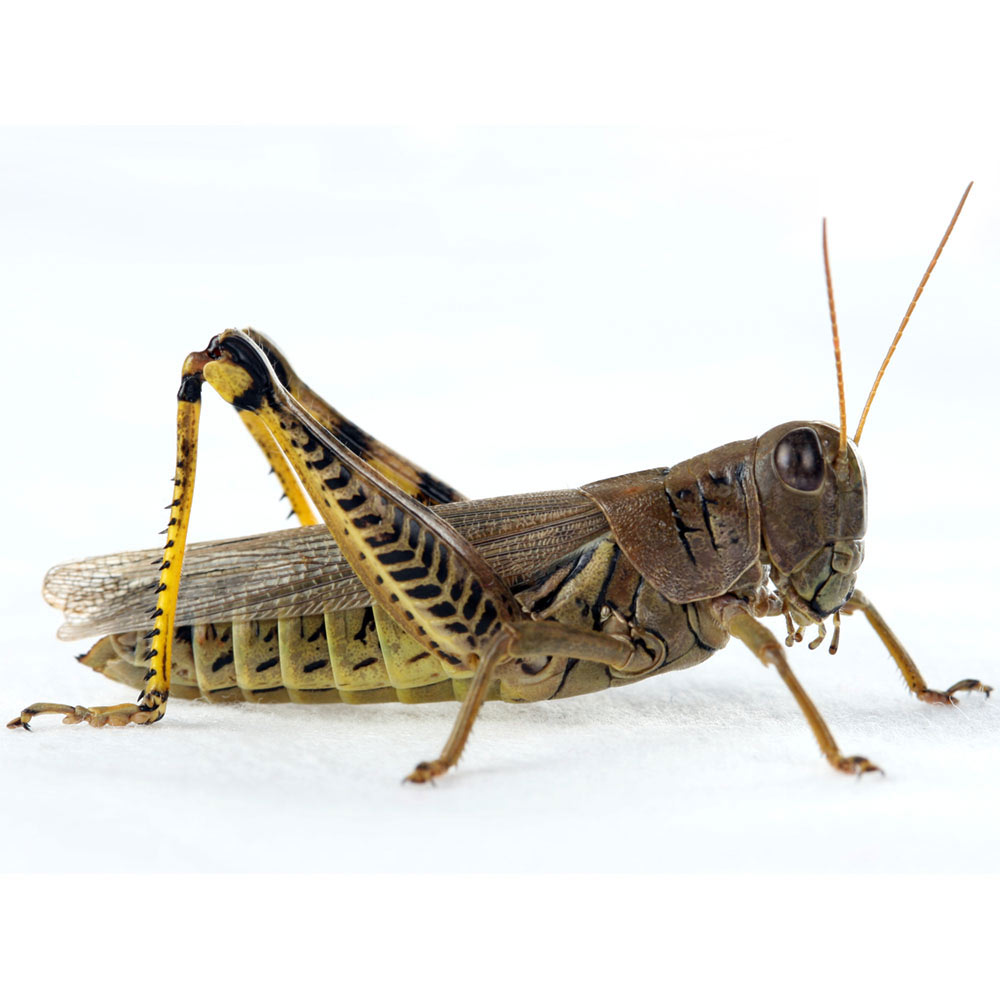 grasshopper