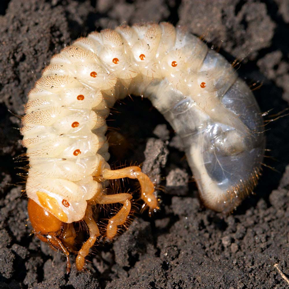 grub