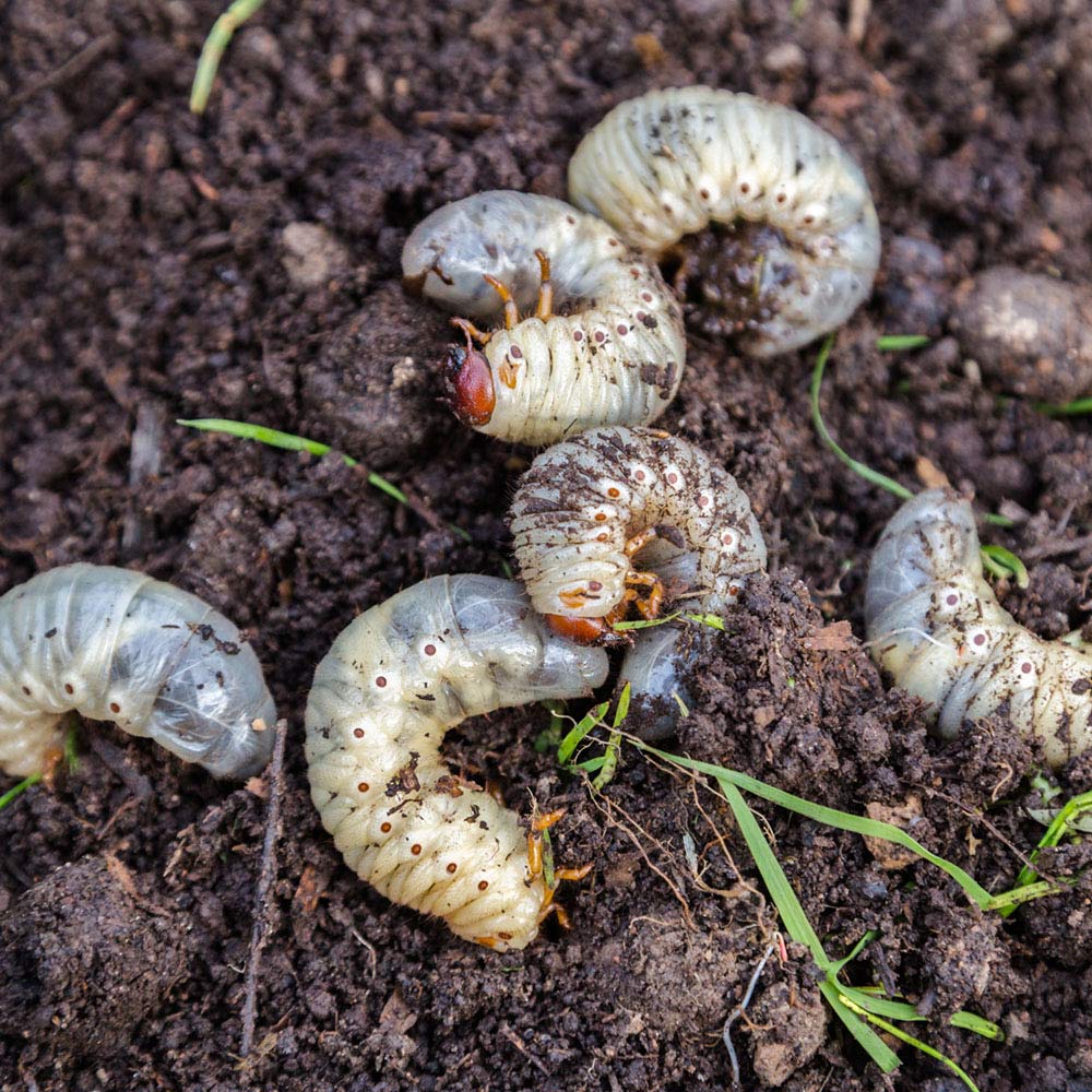 grubs