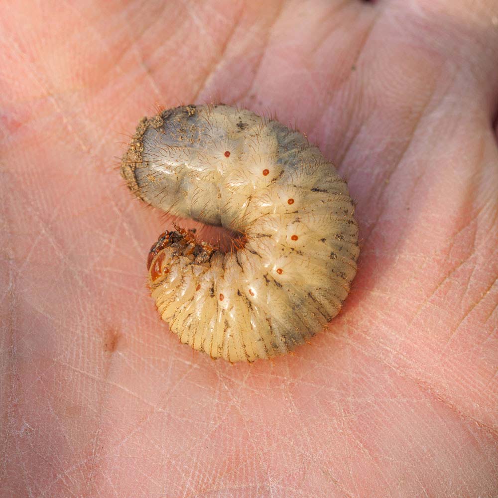 grub