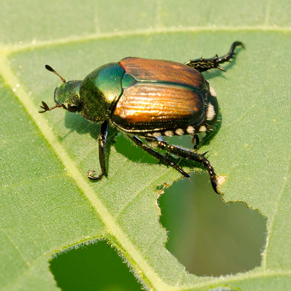 japanese beetles