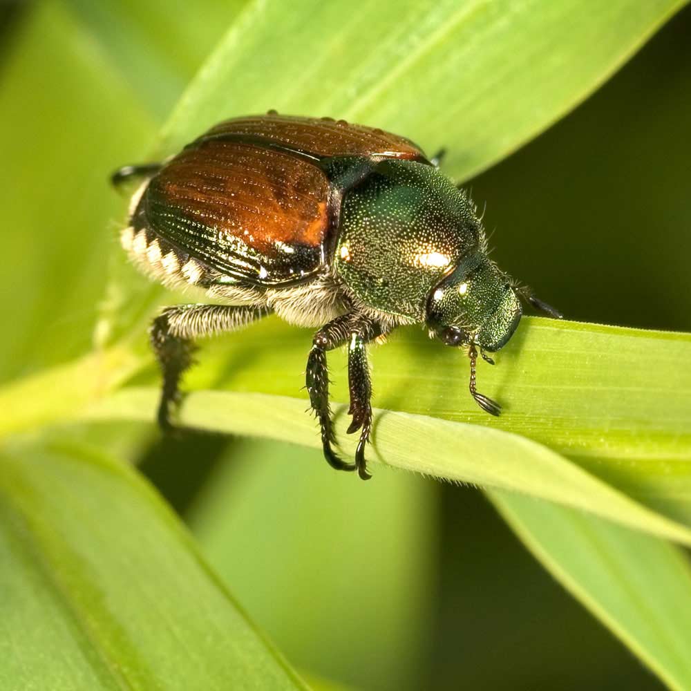 japanese beetle