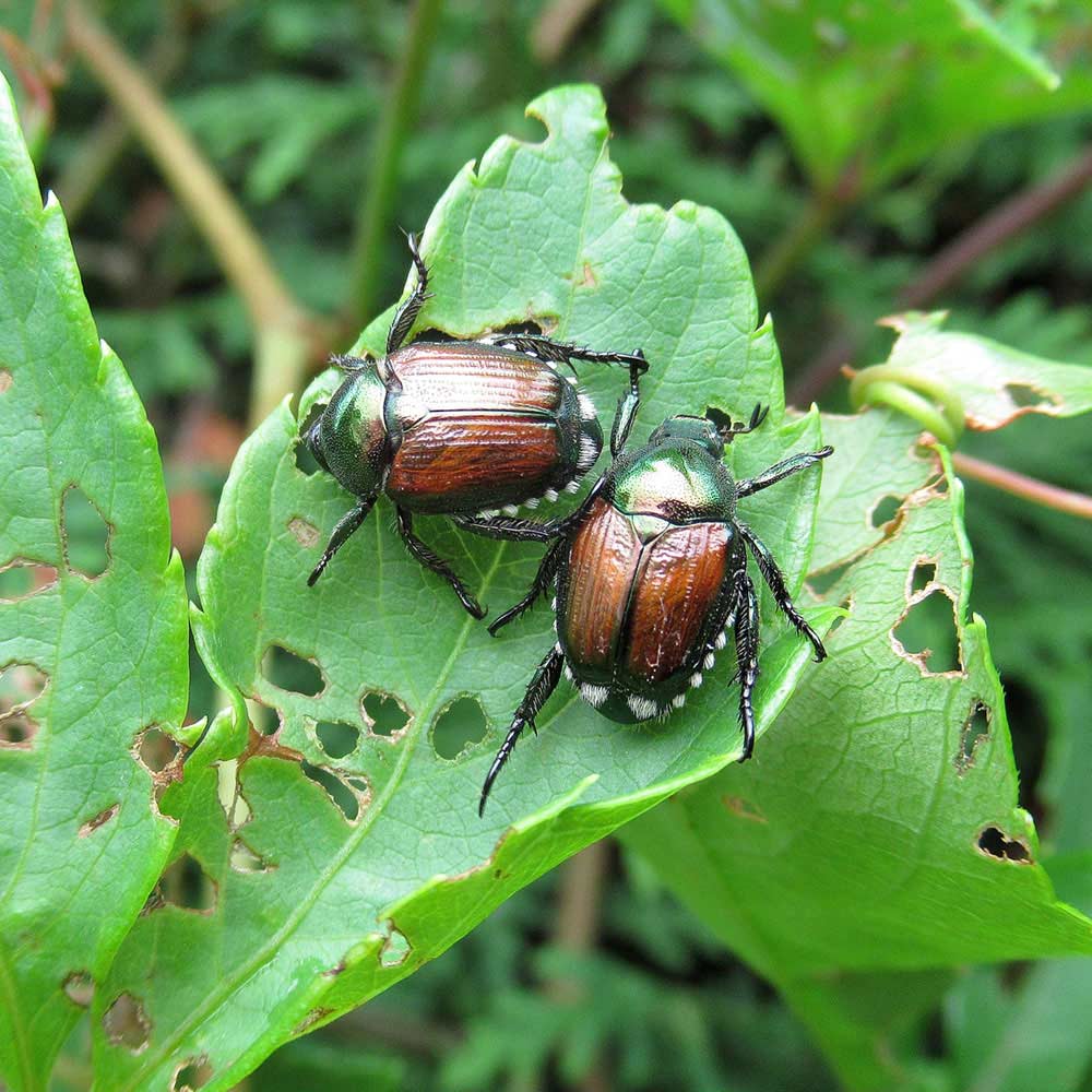 japanese beetles
