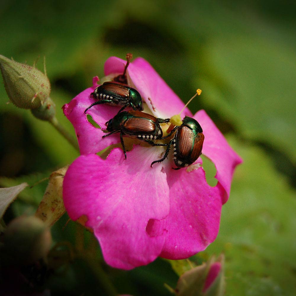 japanese beetles