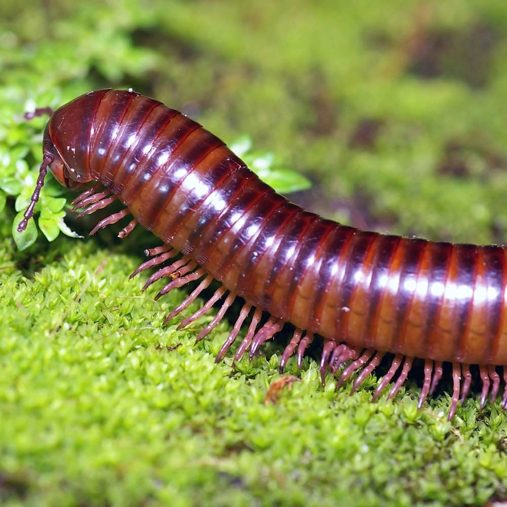 millipede